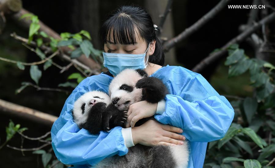 （社会）（5）成都：今年新生大熊猫宝宝集体亮相