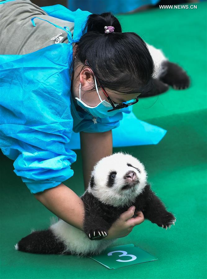 （社会）（6）成都：今年新生大熊猫宝宝集体亮相
