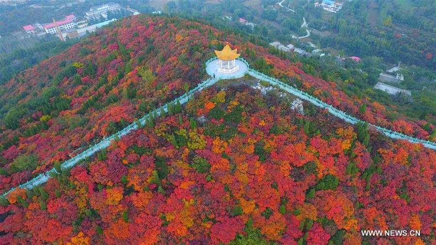 （美丽中国）（2）红叶“醉”金秋