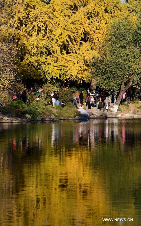 CHINA-BEIJING-AUTUMN SCENERY (CN)