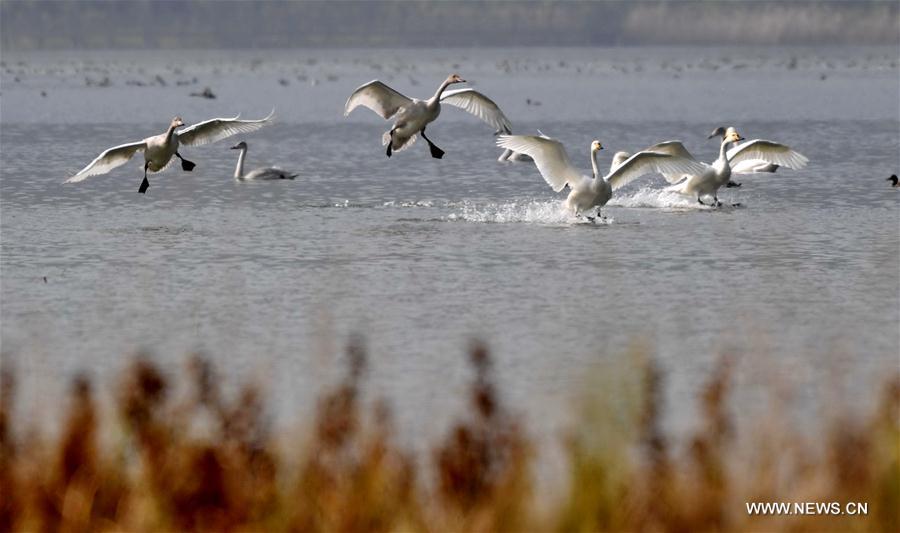 #CHIHA-SHANXI-YUNCHENG-WHOOPER SWANS-WETLAND (CN) 