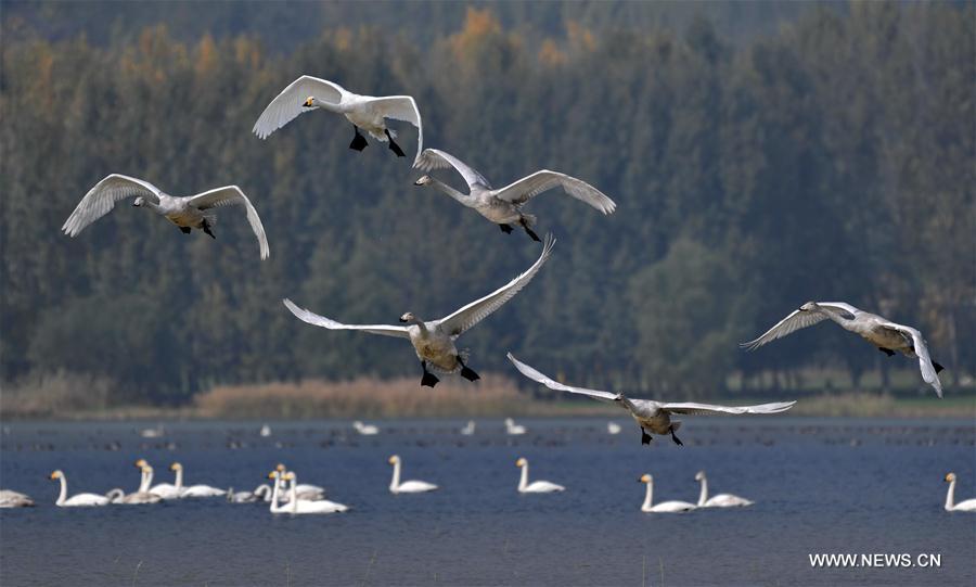 #CHIHA-SHANXI-YUNCHENG-WHOOPER SWANS-WETLAND (CN) 