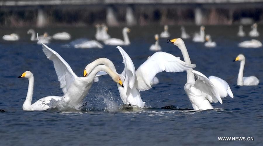 #CHIHA-SHANXI-YUNCHENG-WHOOPER SWANS-WETLAND (CN) 