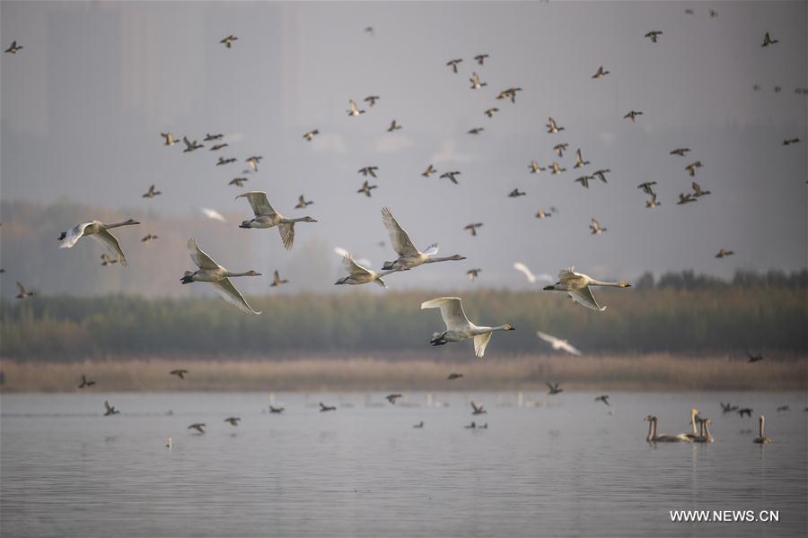 #CHIHA-SHANXI-YUNCHENG-WHOOPER SWANS-WETLAND (CN) 