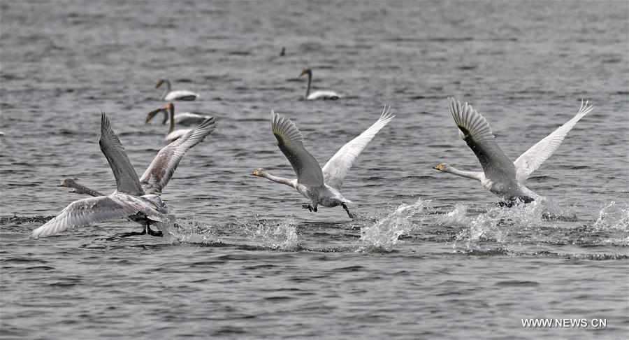 #CHIHA-SHANXI-YUNCHENG-WHOOPER SWANS-WETLAND (CN) 