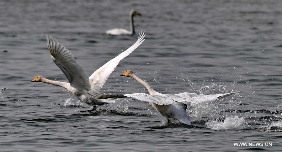 #CHIHA-SHANXI-YUNCHENG-WHOOPER SWANS-WETLAND (CN) 