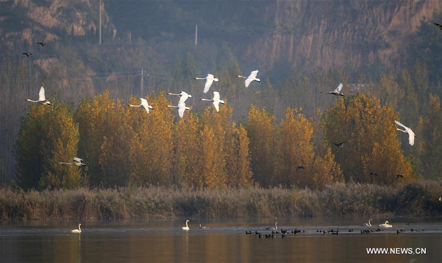 #CHIHA-SHANXI-YUNCHENG-WHOOPER SWANS-WETLAND (CN) 