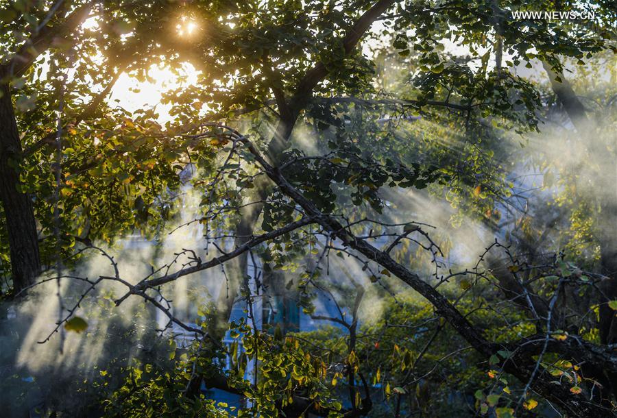 （秋季美丽生态）（4）“十里银杏长廊”扮靓乡村秋色