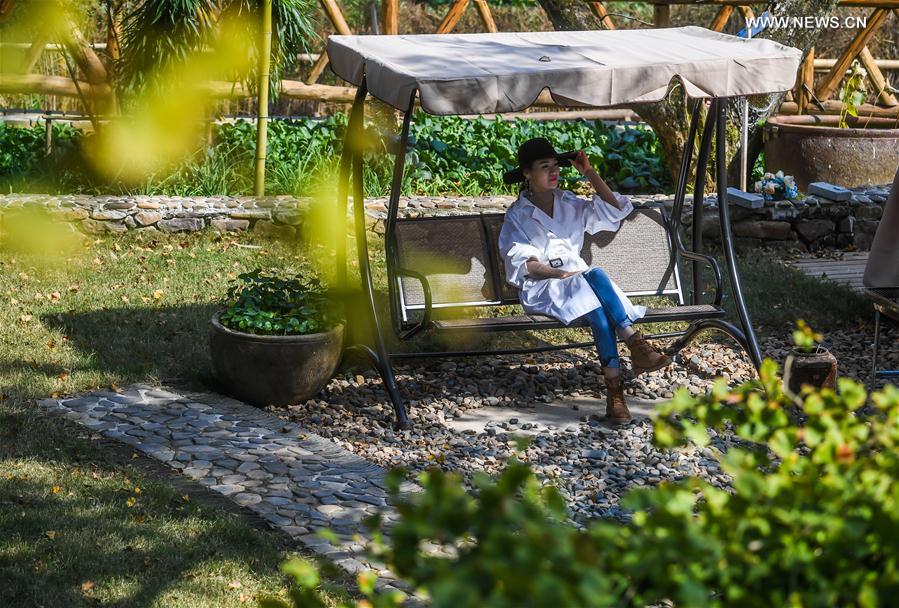 （秋季美丽生态）（5）“十里银杏长廊”扮靓乡村秋色