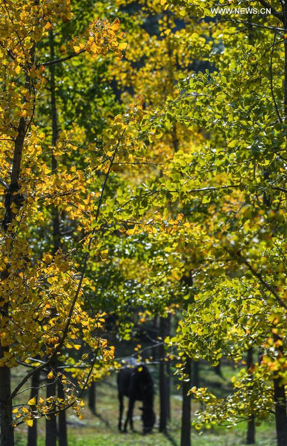 （秋季美丽生态）（9）“十里银杏长廊”扮靓乡村秋色