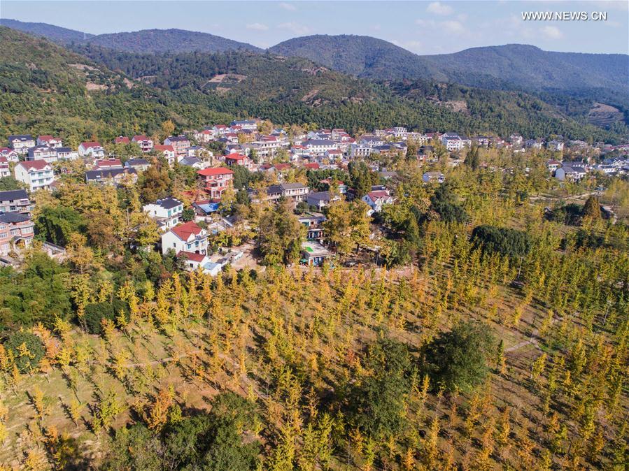 （秋季美丽生态）（2）“十里银杏长廊”扮靓乡村秋色