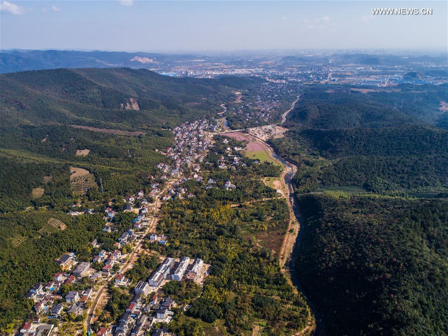 （秋季美丽生态）（3）“十里银杏长廊”扮靓乡村秋色
