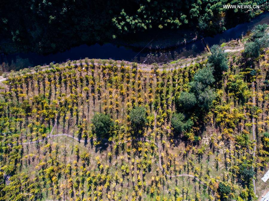 （秋季美丽生态）（6）“十里银杏长廊”扮靓乡村秋色