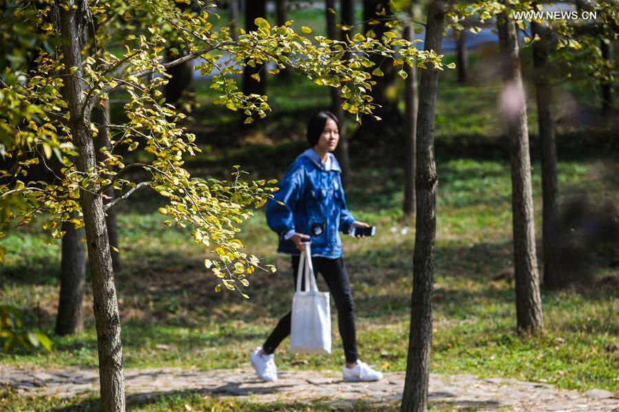 （秋季美丽生态）（7）“十里银杏长廊”扮靓乡村秋色