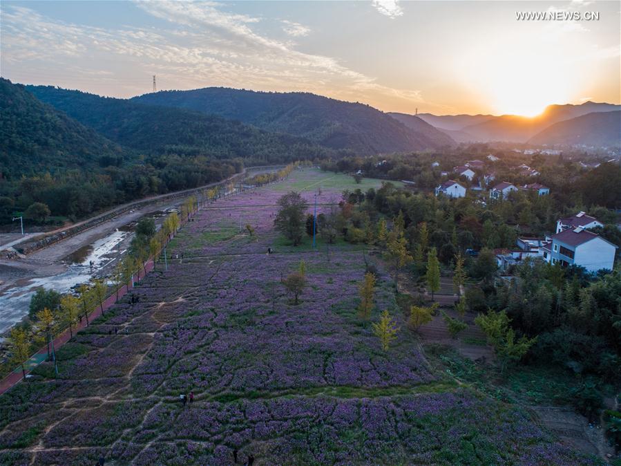 （秋季美丽生态）（8）“十里银杏长廊”扮靓乡村秋色