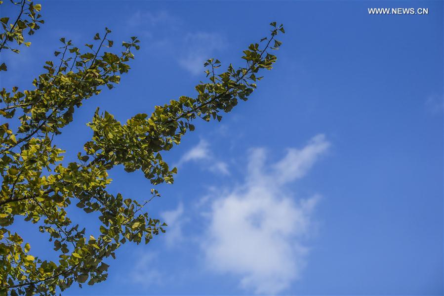 （秋季美丽生态）（10）“十里银杏长廊”扮靓乡村秋色