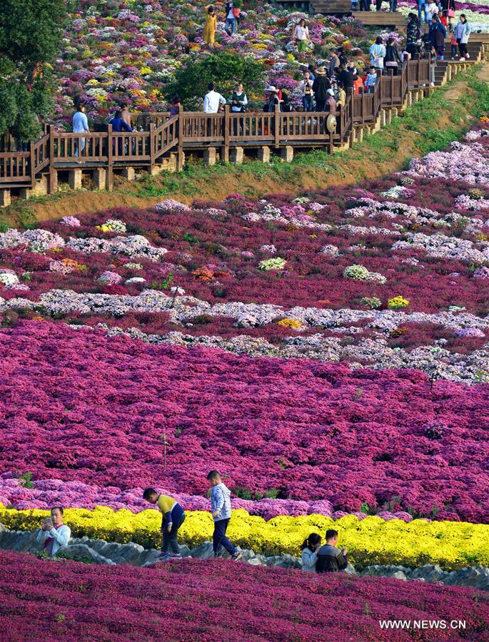#（社会）（4）贵州麻江：秋菊开 引客来