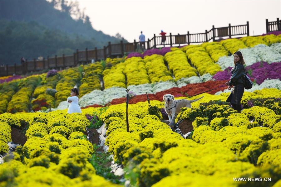 #（社会）（3）贵州麻江：秋菊开 引客来