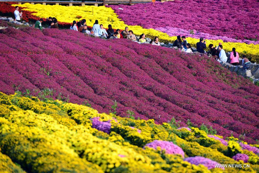 #（社会）（2）贵州麻江：秋菊开 引客来