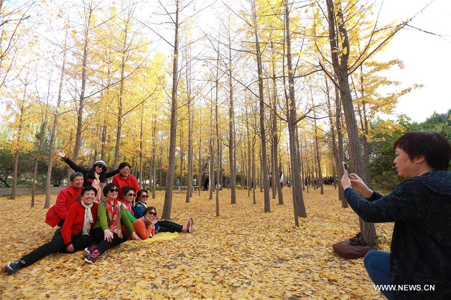 #CHINA-GINKGO TREES-SCENERY(CN)