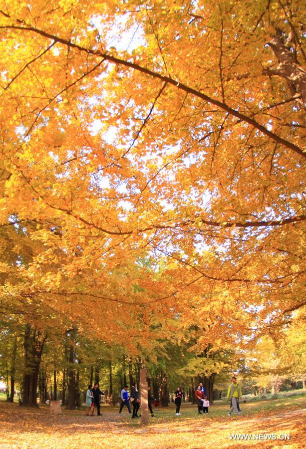 #CHINA-GINKGO TREES-SCENERY(CN)