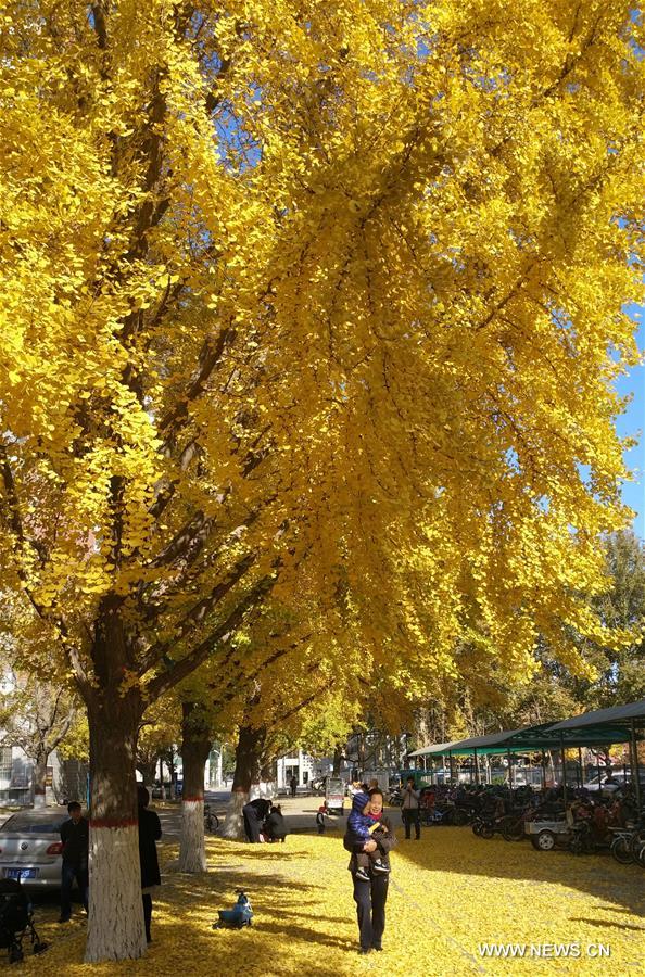 #CHINA-GINKGO TREES-SCENERY(CN)