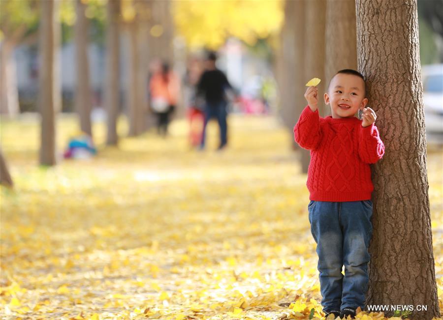 #CHINA-GINKGO TREES-SCENERY(CN)