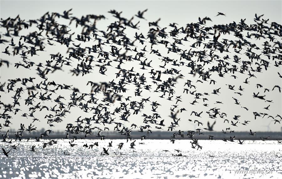 （环境）（1）天津北大港湿地迎来大批迁徙候鸟
