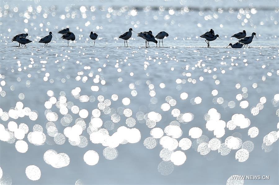 （环境）（2）天津北大港湿地迎来大批迁徙候鸟