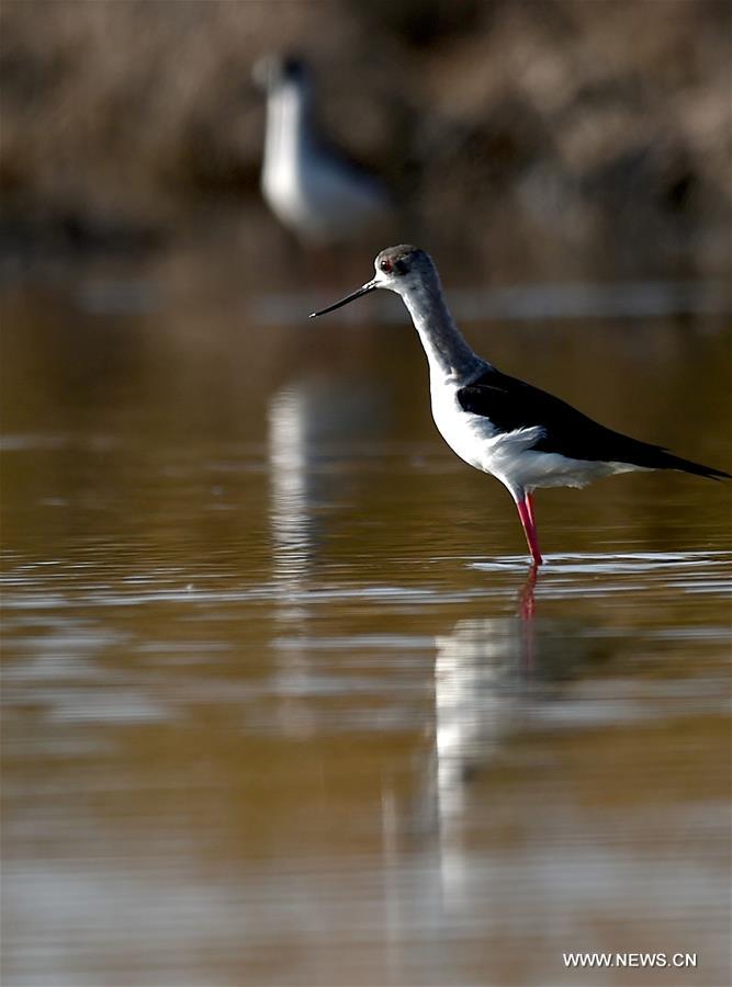 （环境）（3）天津北大港湿地迎来大批迁徙候鸟