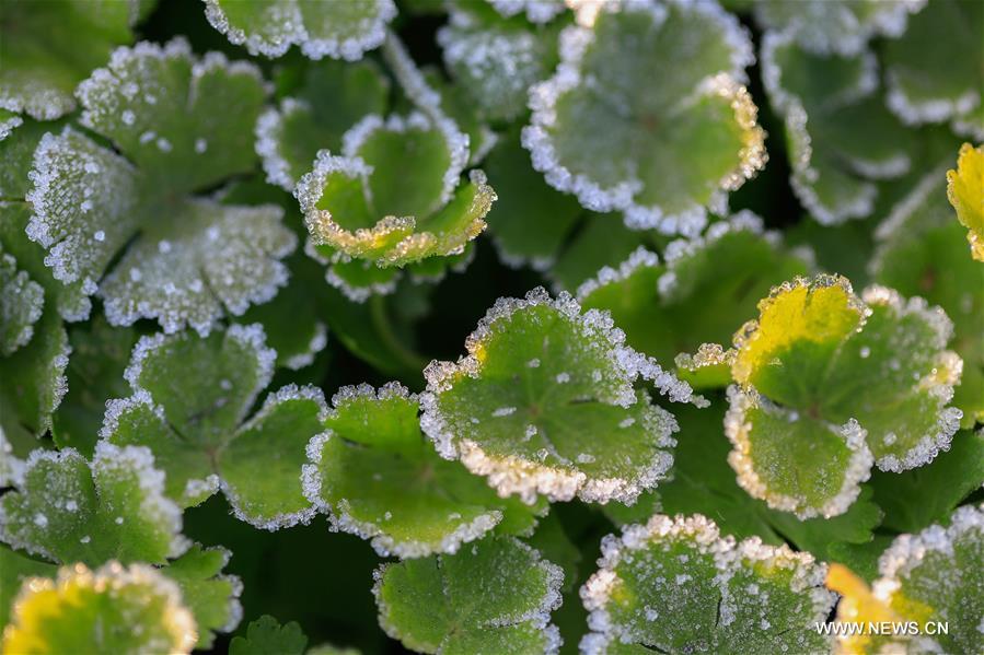 #（环境）（2）霜花映“大雪”