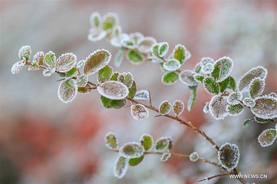 #（新华视界）（2）霜花映“大雪”