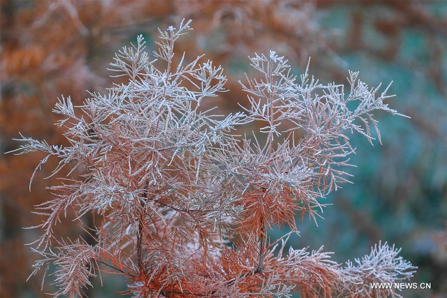 #（新华视界）（1）霜花映“大雪”