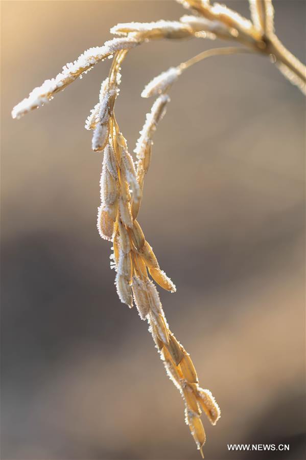 #（新华视界）（3）霜花映“大雪”