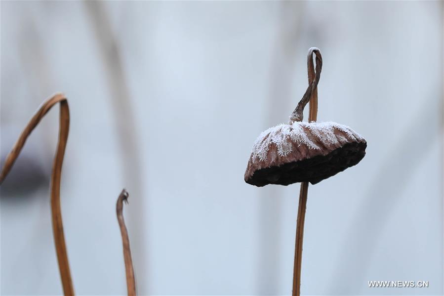 #（新华视界）（4）霜花映“大雪”