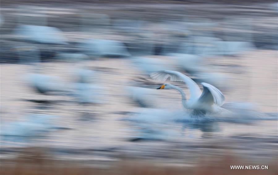 #CHINA-SHANDONG-RONGCHENG-WHOOPER SWANS-NATURE RESERVE (CN)