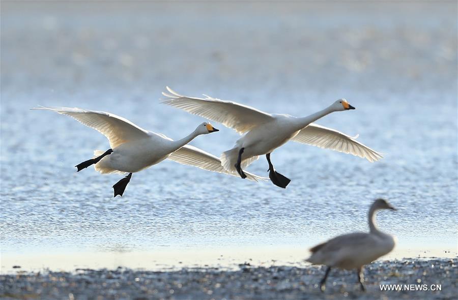 #CHINA-SHANDONG-RONGCHENG-WHOOPER SWANS-NATURE RESERVE (CN)