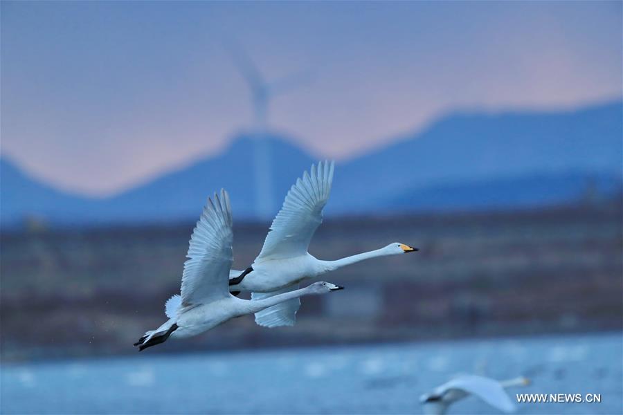 #CHINA-SHANDONG-RONGCHENG-WHOOPER SWANS-NATURE RESERVE (CN)