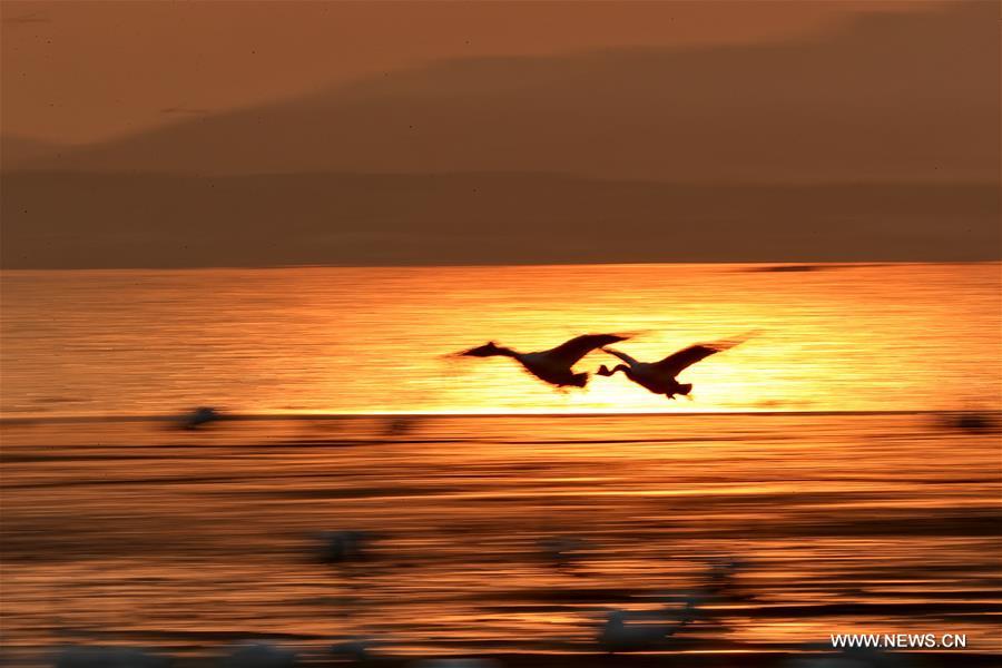 #CHINA-SHANDONG-RONGCHENG-WHOOPER SWANS-NATURE RESERVE (CN)