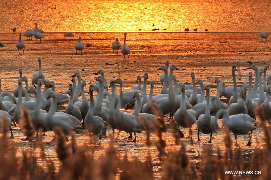 #CHINA-SHANDONG-RONGCHENG-WHOOPER SWANS-NATURE RESERVE (CN)