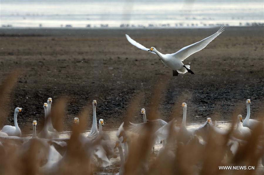 #CHINA-SHANDONG-RONGCHENG-WHOOPER SWANS-NATURE RESERVE (CN)