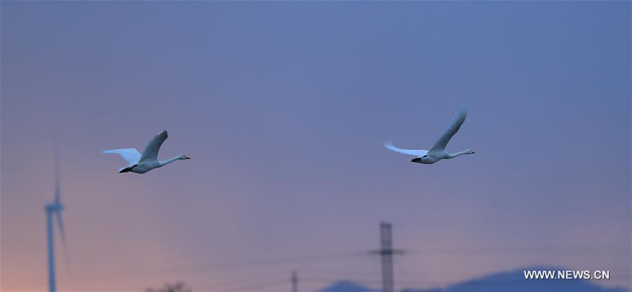 #CHINA-SHANDONG-RONGCHENG-WHOOPER SWANS-NATURE RESERVE (CN)