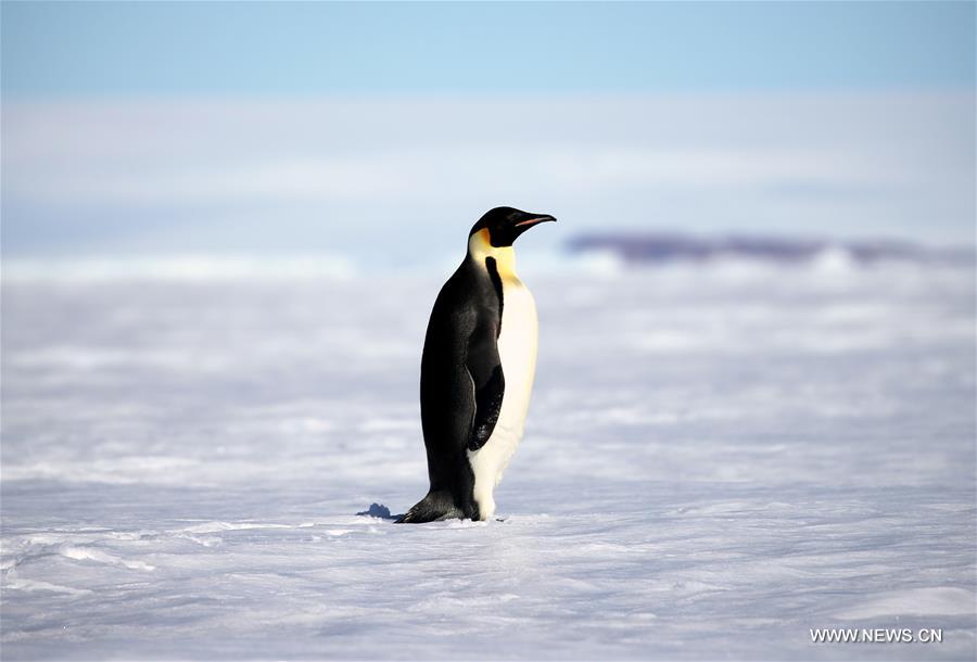 （第34次南极科考）（6）南极风光·可爱生灵