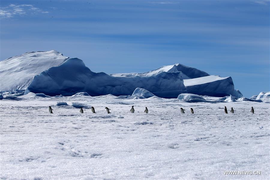 （第34次南极科考）（5）南极风光·可爱生灵