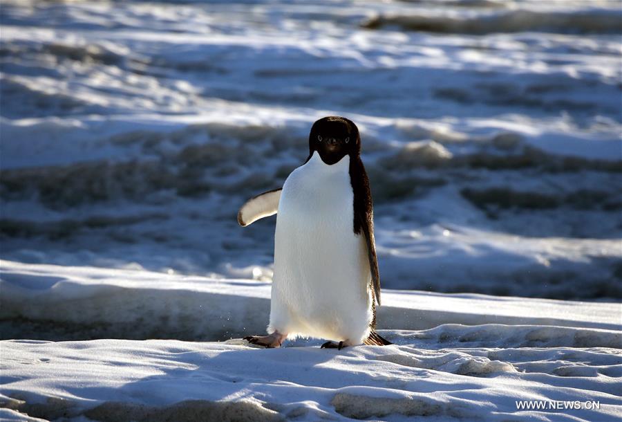 （第34次南极科考）（8）南极风光·可爱生灵