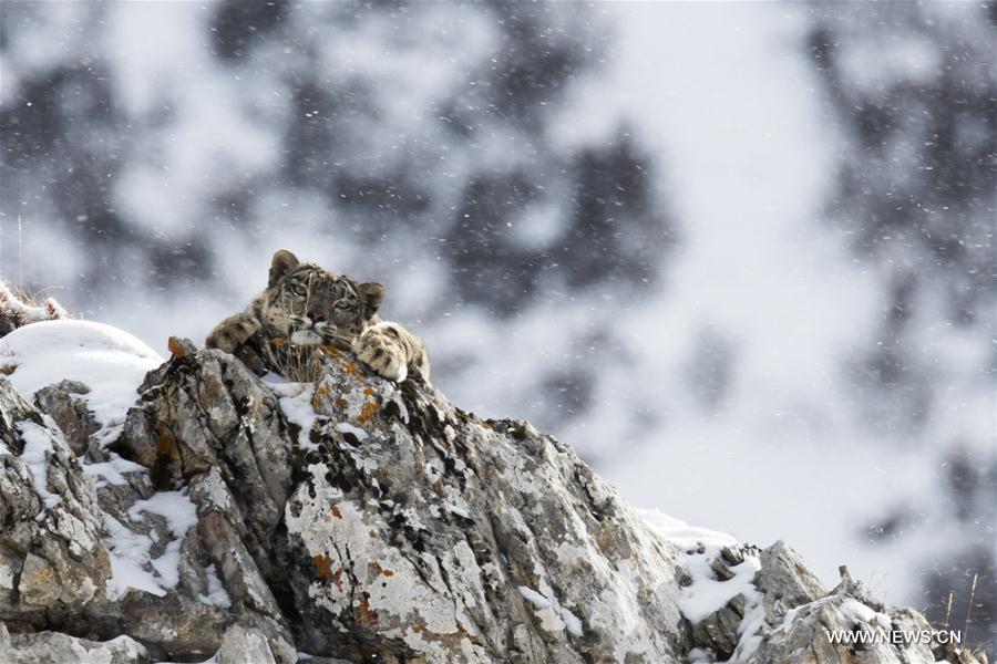 （图文互动）（3）专家指出，澜沧江源正成为全球最佳雪豹自然体验点