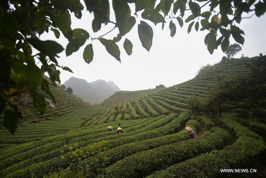 #（生态）（1）贵州进入春茶采摘季