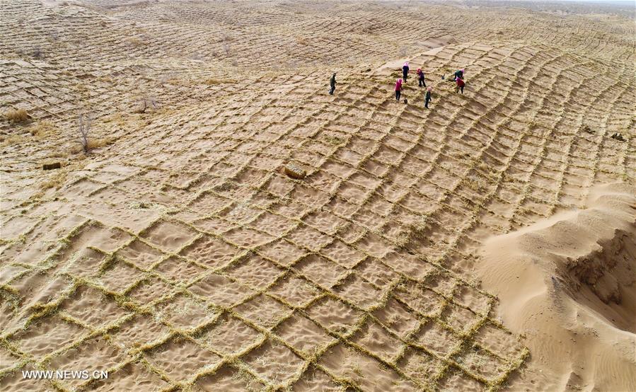 الصورة : جهود مكافحة التصحر في شمال غربي الصين
