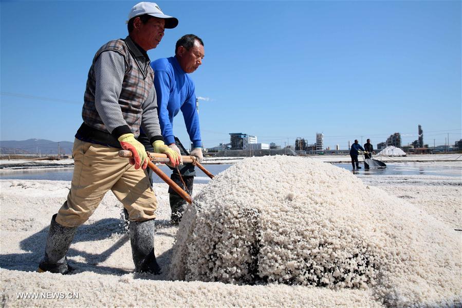 الصورة: استخراج الملح في جو صاف مع حلول موسم الربيع