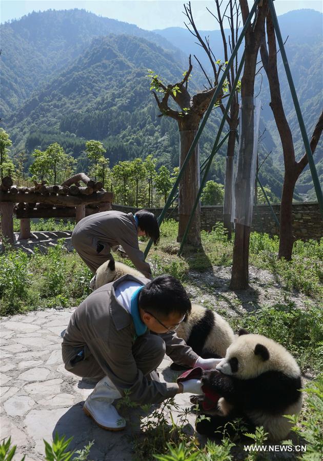 （社会）（9）藏在绿水青山间的大熊猫“幼儿园”